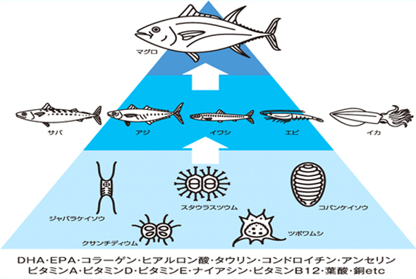 飛びぬけて高い増肉計数